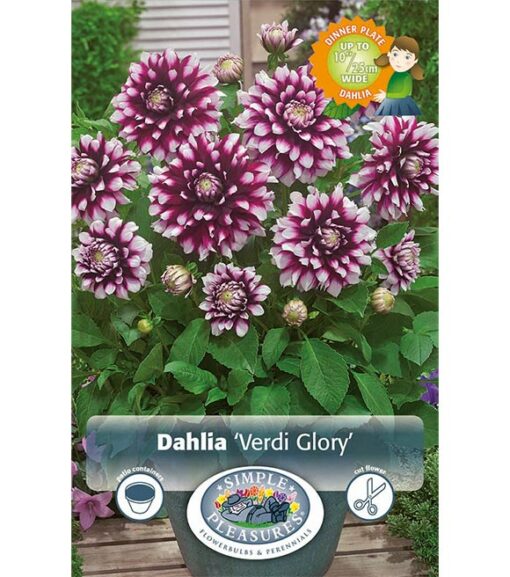 Dahlia Verdi Glory