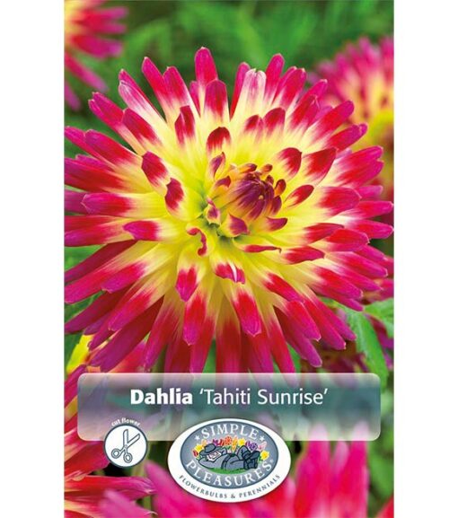 Dahlia Tequila Sunrise