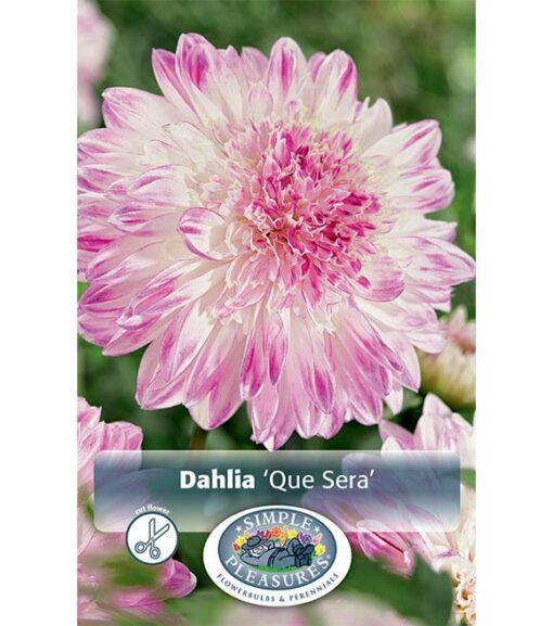 Dahlia Que Sera