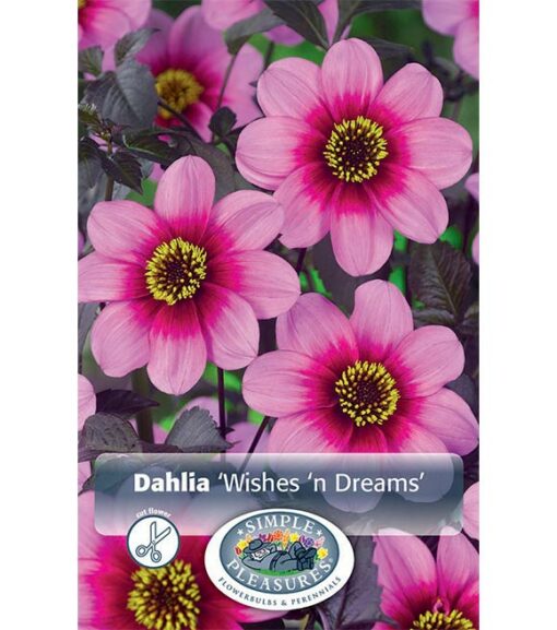 Dahlia Wishes 'n Dreams