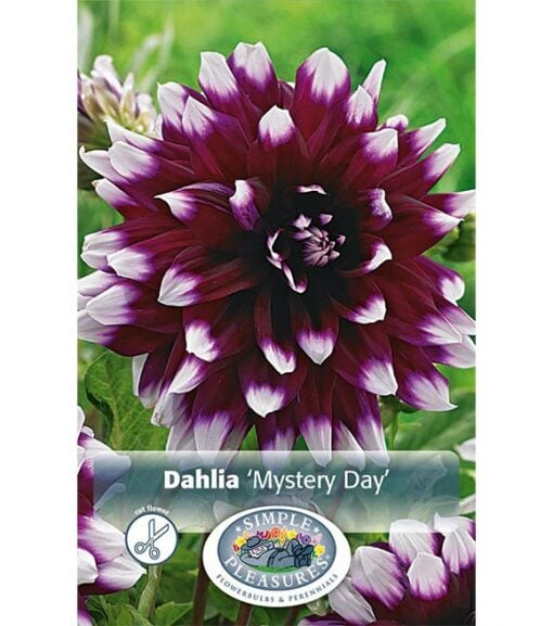 Dahlia Mystery Day