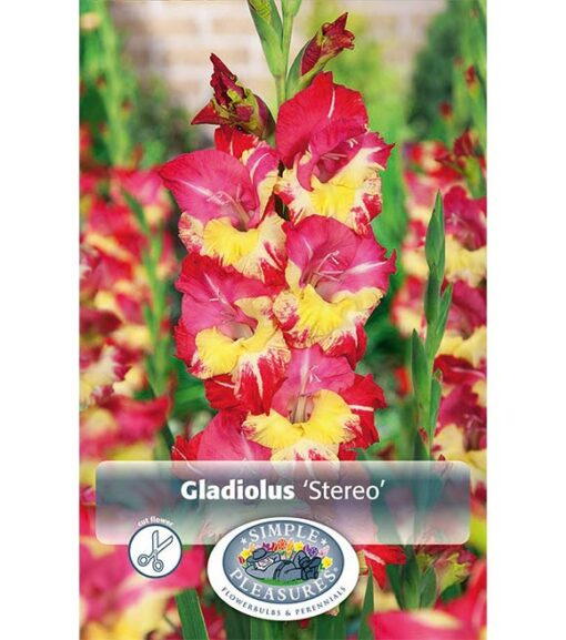 Gladiolus Stereo