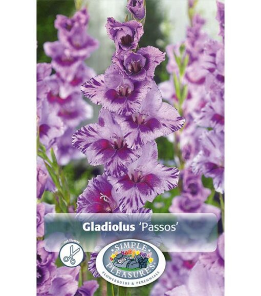 Gladiolus Passos