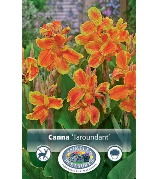 Canna Taroudant