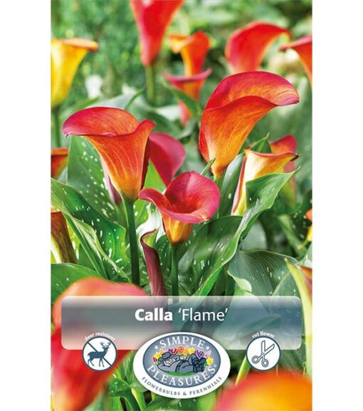 Calla Flame