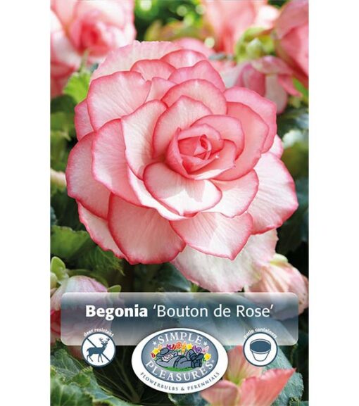 Begonia Bouton de Rose