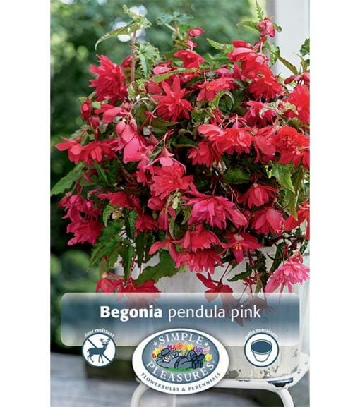 Begonia Pendula Pink