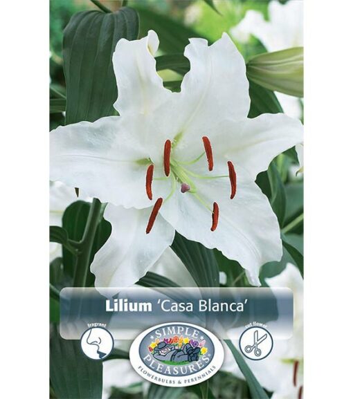 Lily Casa Blanca