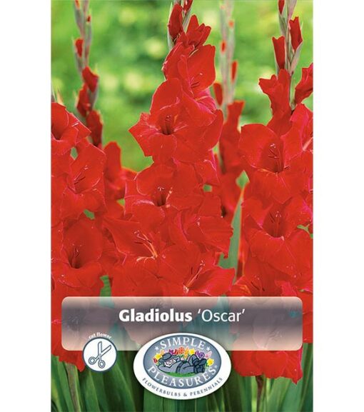 Gladiolus Oscar