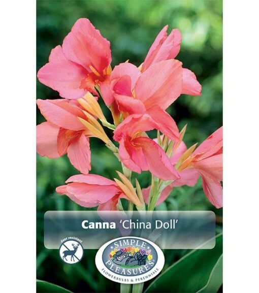 Canna China Doll