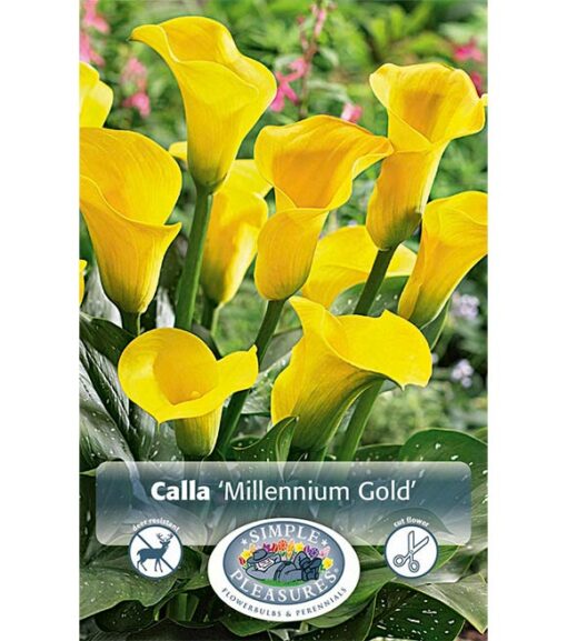 Calla Millenium Gold