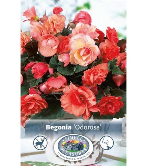 Begonia Fragrant Odorosa