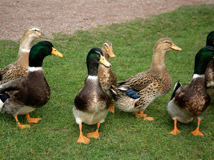 raising ducks and geese