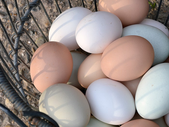 eggs in wire basket