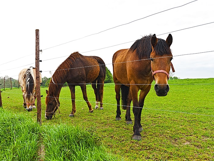 3 brown horses grazing along electric fence with wood posts