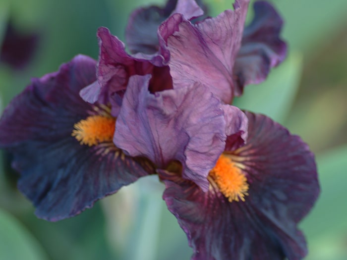 Growing & Maintaining Iris
