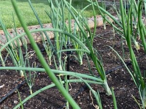 drip irrigation watering garden