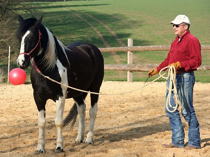 Man preparing to his black and white paint horse in a round pen