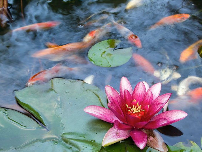 How to clean a fish pond