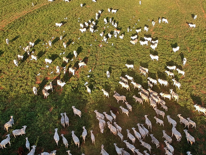 Aerial view of Nelore cattle on pasture