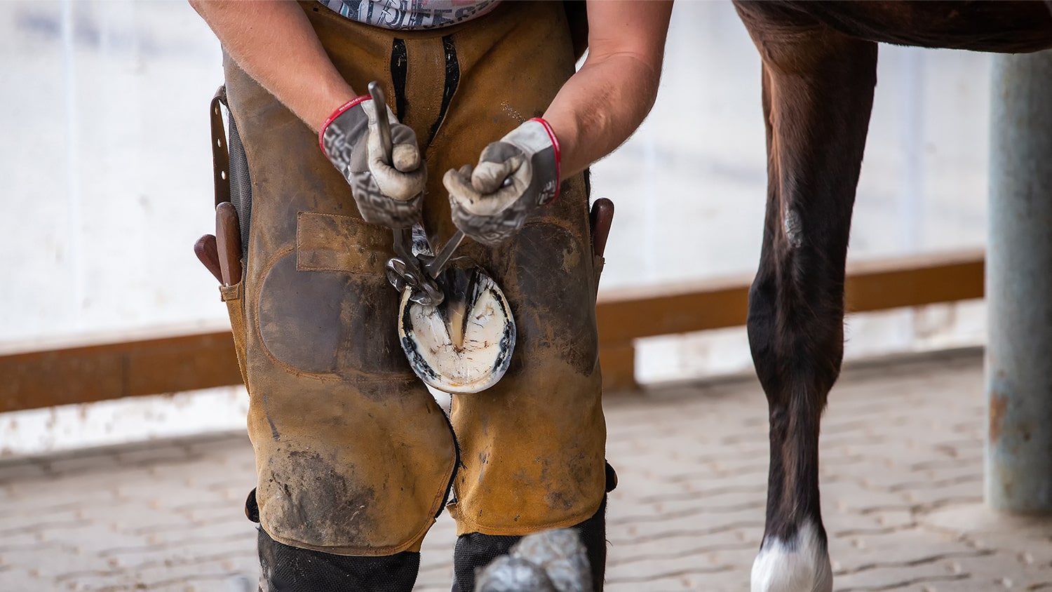 farrier working on horse