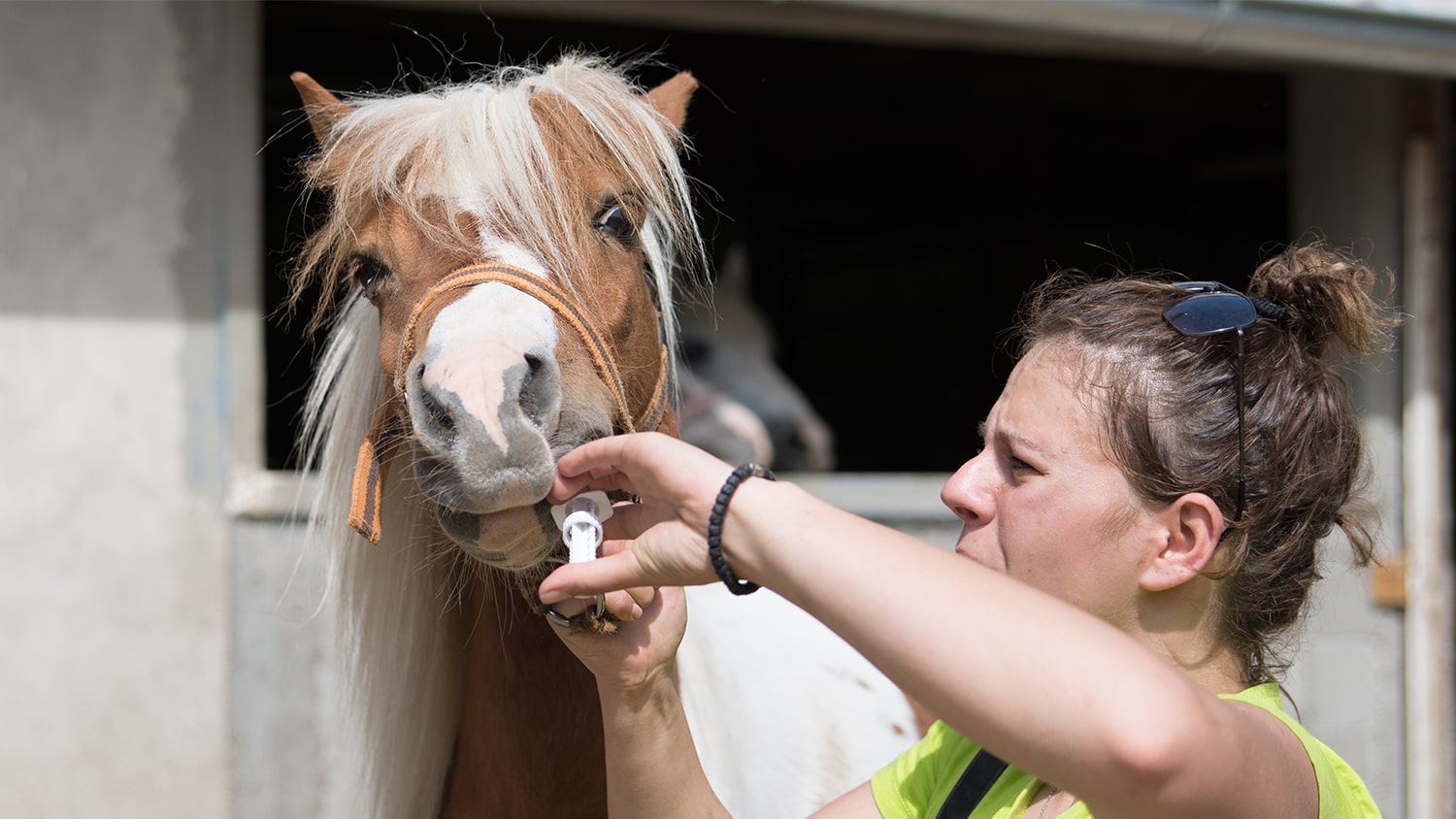 woman giving pony de-wormer