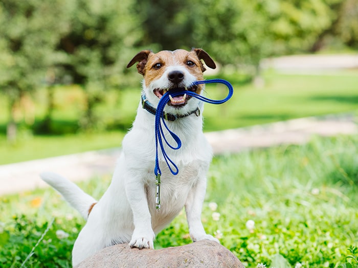 newberg animal shelter jobs