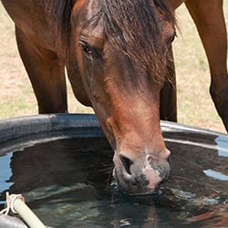 Stock Tanks & Watering