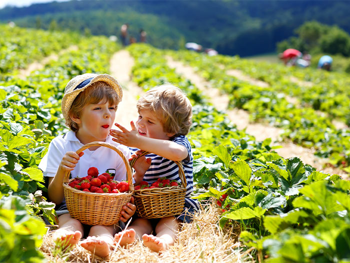Farm activities you can do with your kids