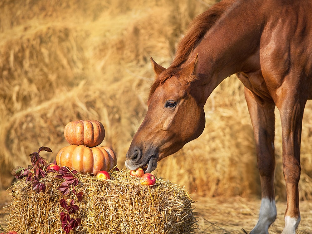 Chestnut horse portrait with autumn harvest pumpkins sitting on straw bale