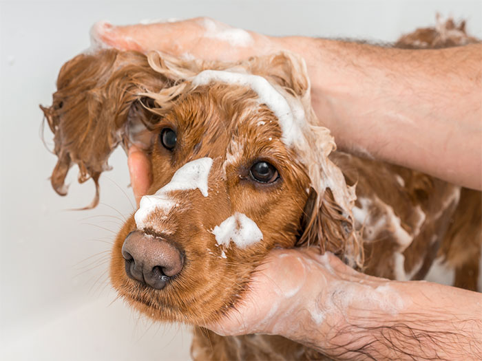 Tips for giving you dog a bath