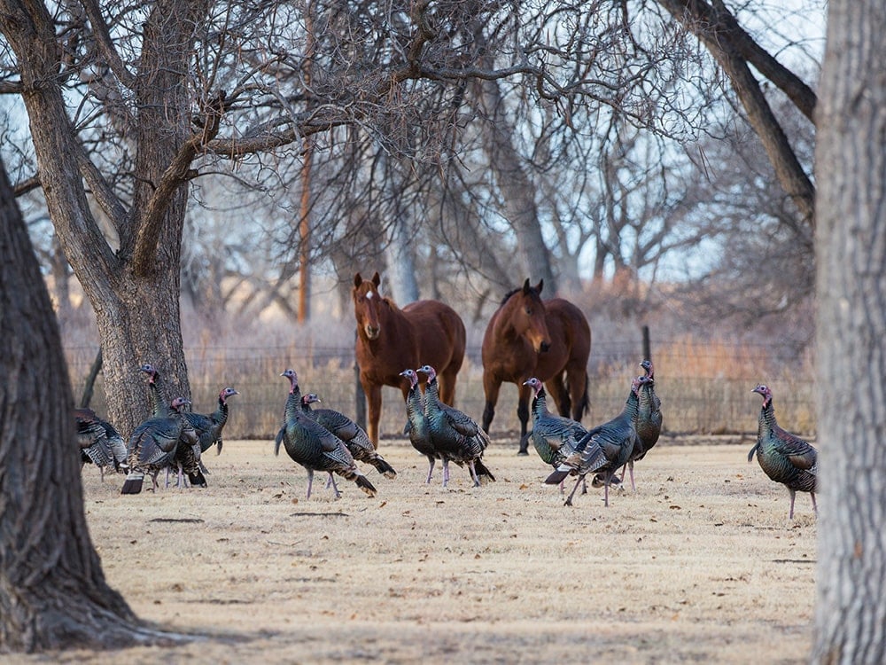 Turkeys and Horses in Texas Outside