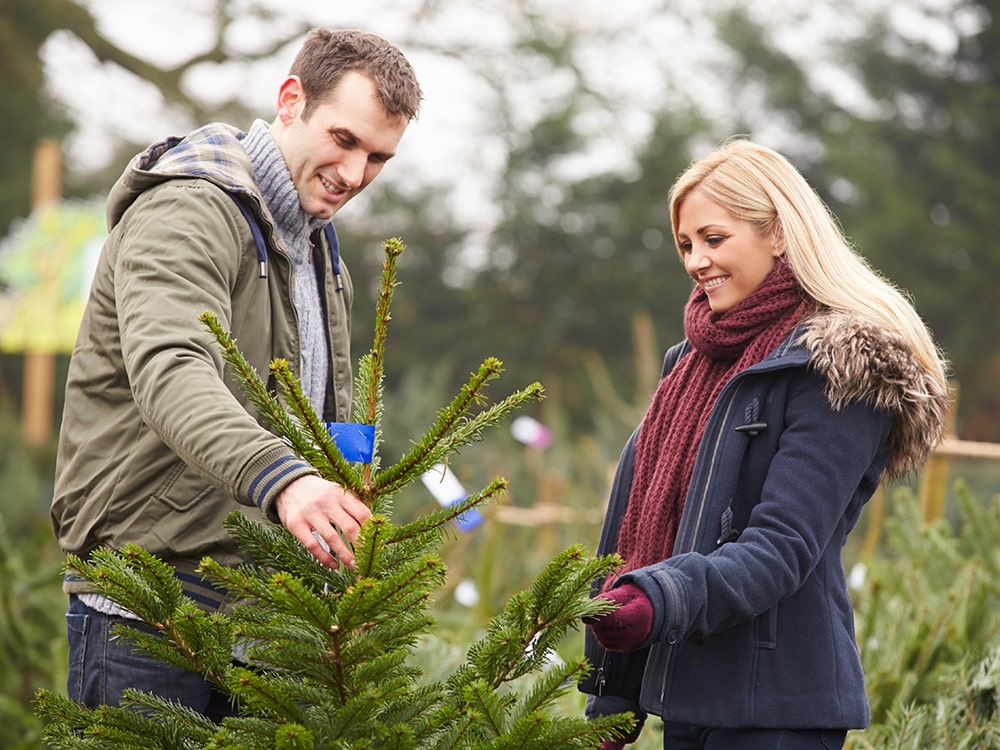 Selecting a Christmas Tree Blog