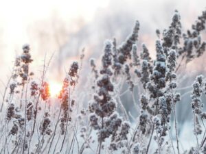 Field of tall ice frosted grass