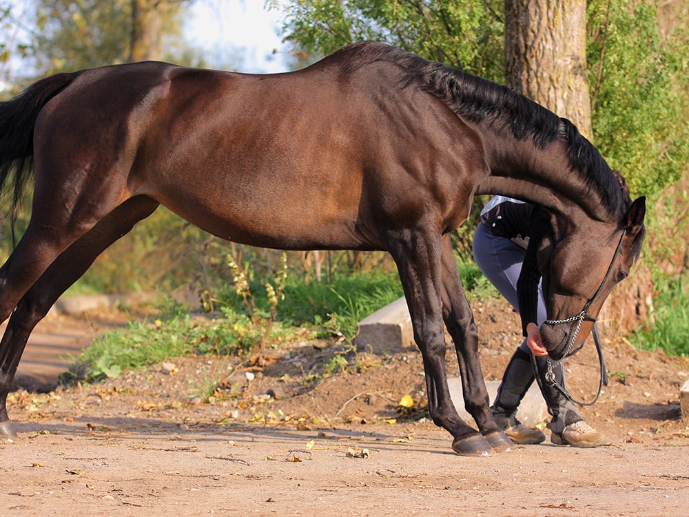 Woman moving bay horse into stretching position