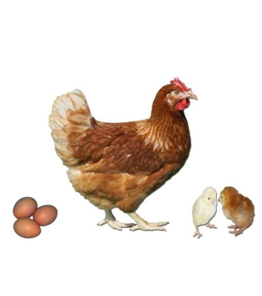 Gold Sex Link Pullet Wilco Farm Stores 9182