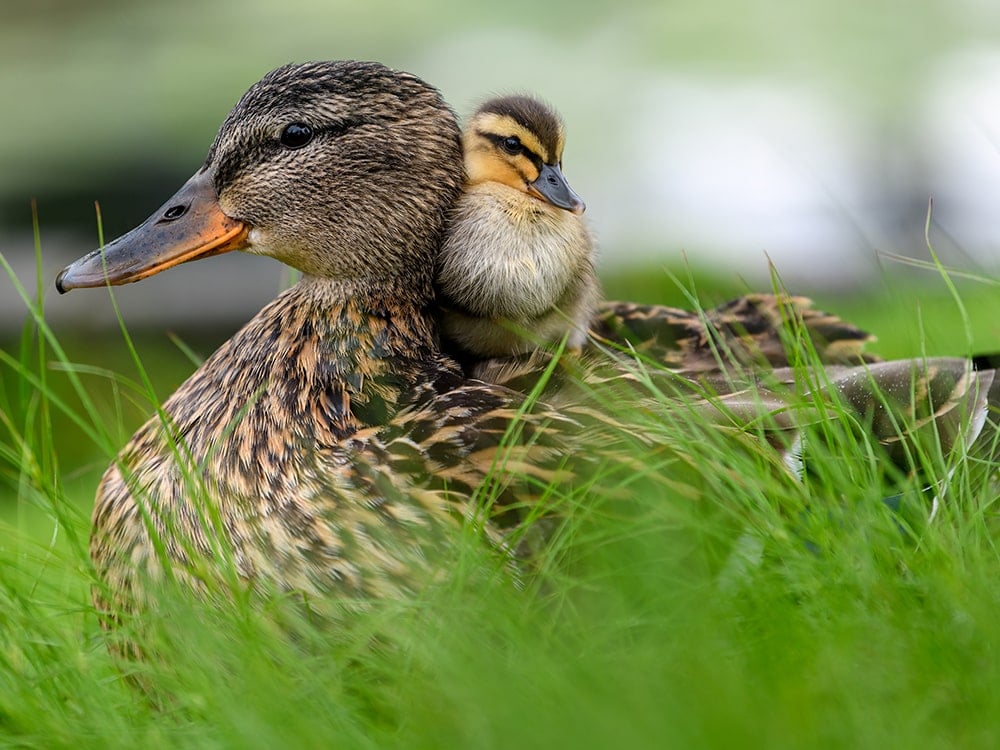 Mother duck sitting in grass with baby duckling on her back