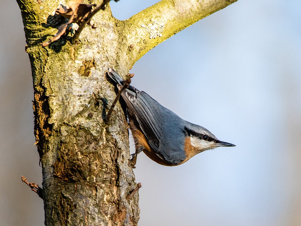Red breasted nuthatch clinging to tree