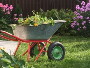 Weeds in wheelbarrow in yard