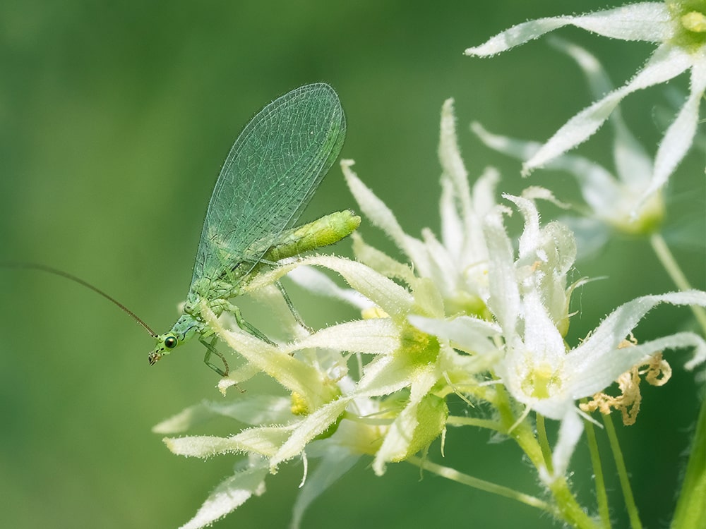 closeup of green lacewing on white flowers