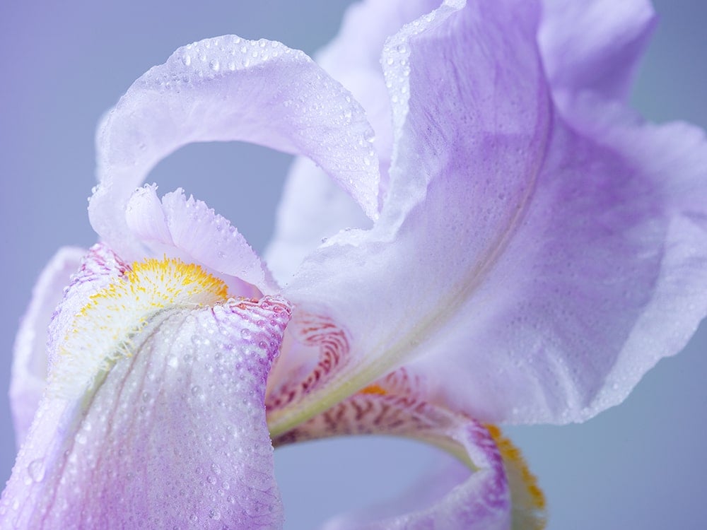 close up of a light purple iris flower