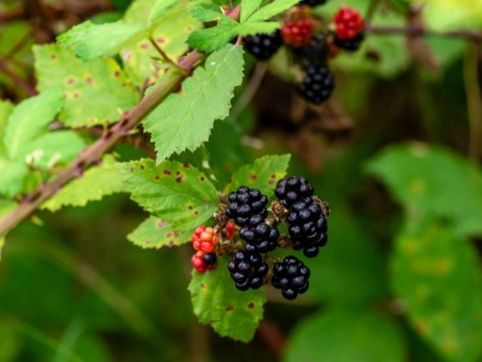 macro shot of ripe blackberries