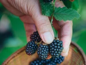 Growing Your Own Bare Root Cane Berries