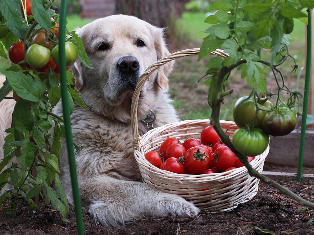 Golden retriever dog laying in garden with basket of fresh tomatoes
