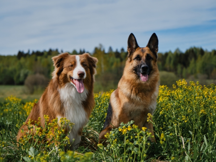 portrait of two herding dogs in a field