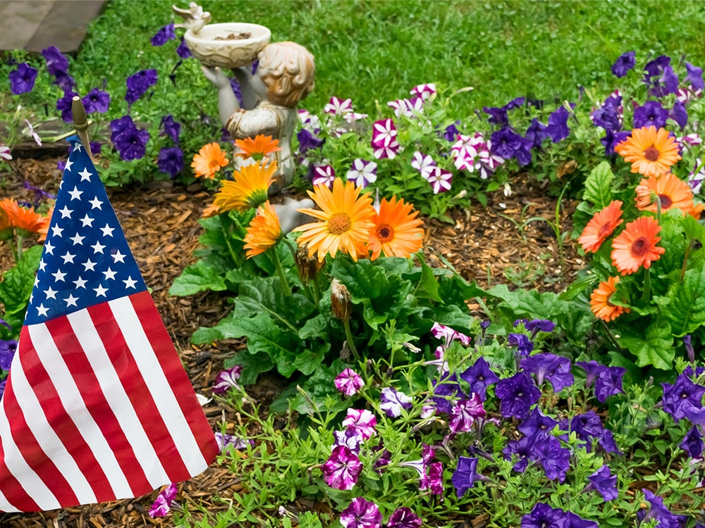 Colorful summer flowers blooming in flower bed with American flag decoration