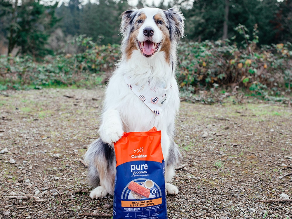 Canidae_Aussie dog sitting with bag of dog food in front of forest
