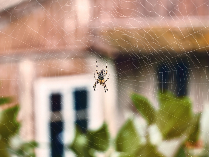 close up of spider in their web with a beautiful house in the background