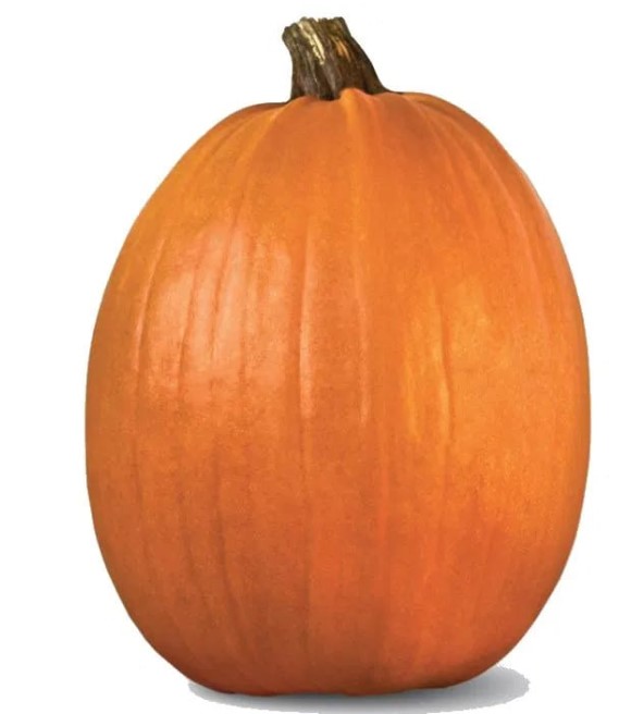 Jumbo Carving Pumpkin Average, 40 lb