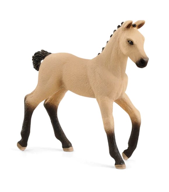 Hannoverian Foal, Red Dun Hannoverian Foal, Red Dun